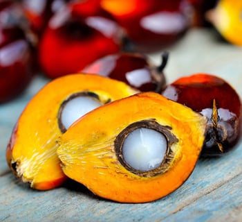 Cargill Palm Oil Sustainability News and Reports | Cargill