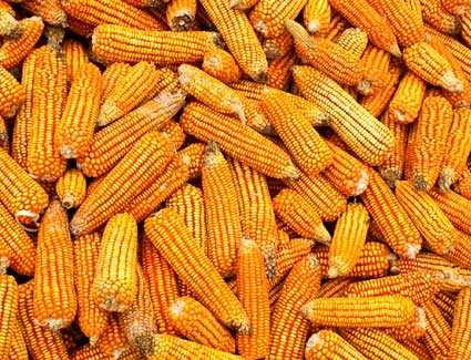 Sustainable Corn | Cargill