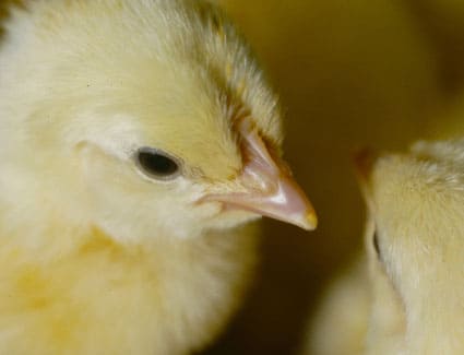 Listen up: Eavesdropping on chickens may provide insights on animal ...