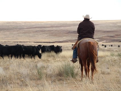 The Nature Conservancy teams with Nestlé Purina and Cargill to improve ...