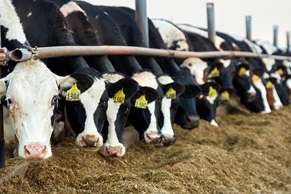 Dairy cows - eating feed to reduce cattle methane emissions