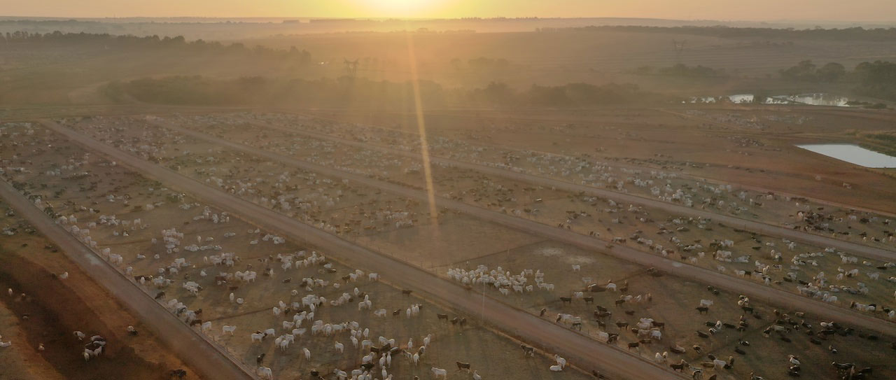 An aerial view of cattle roaming in a ranch in Brazil.